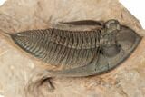 Beautiful Zlichovaspis Trilobite - Lghaft, Morocco #196634-3